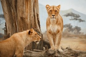 Travel & Tourism Types (Safari Tourism) - ColorWhistle