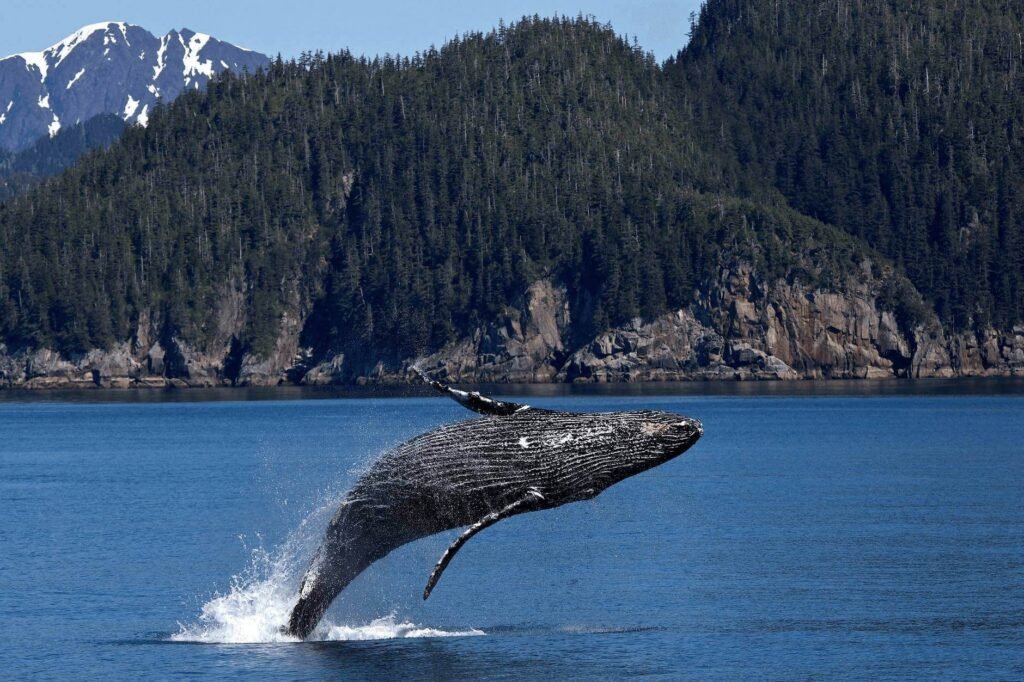 Travel & Tourism Types (Whale Tourism) - ColorWhistle