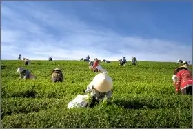 Travel & Tourism Types (Agritourism) - ColorWhistle