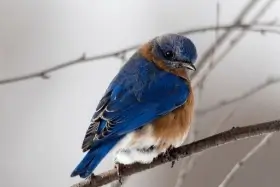 Travel & Tourism Types (Bird Watching) - ColorWhistle